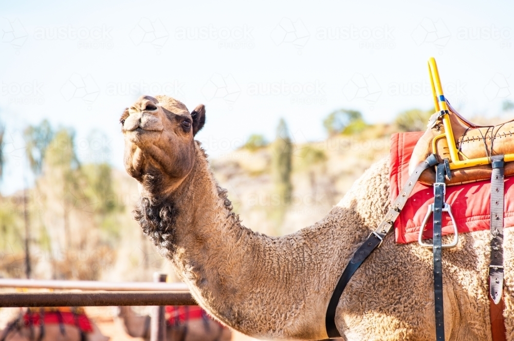Camel saddled up and ready to take people on a camel riding tour - Australian Stock Image