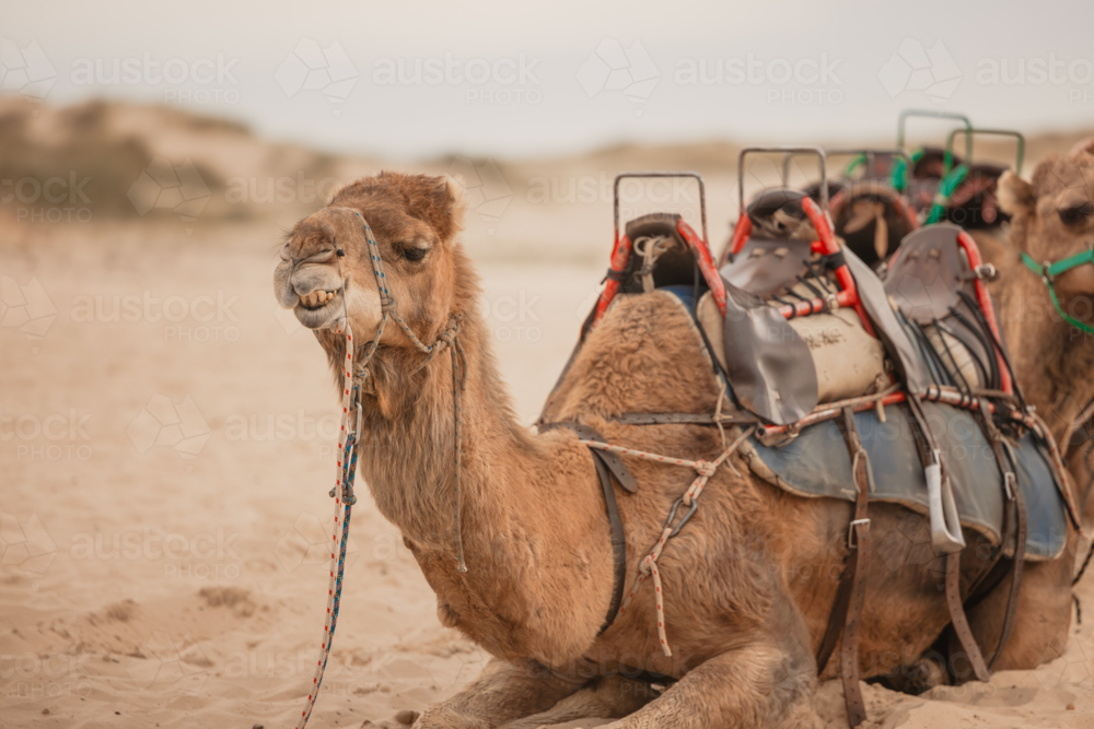 Camel sitting on the sand with teeth jutting out - Australian Stock Image