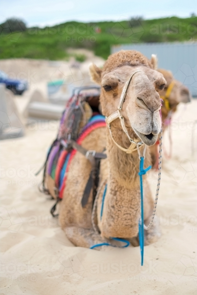 camel sitting resting on the sand - Australian Stock Image