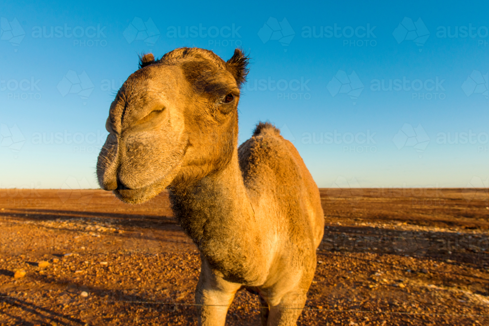 Camel standing in golden light on a desert plain - Australian Stock Image