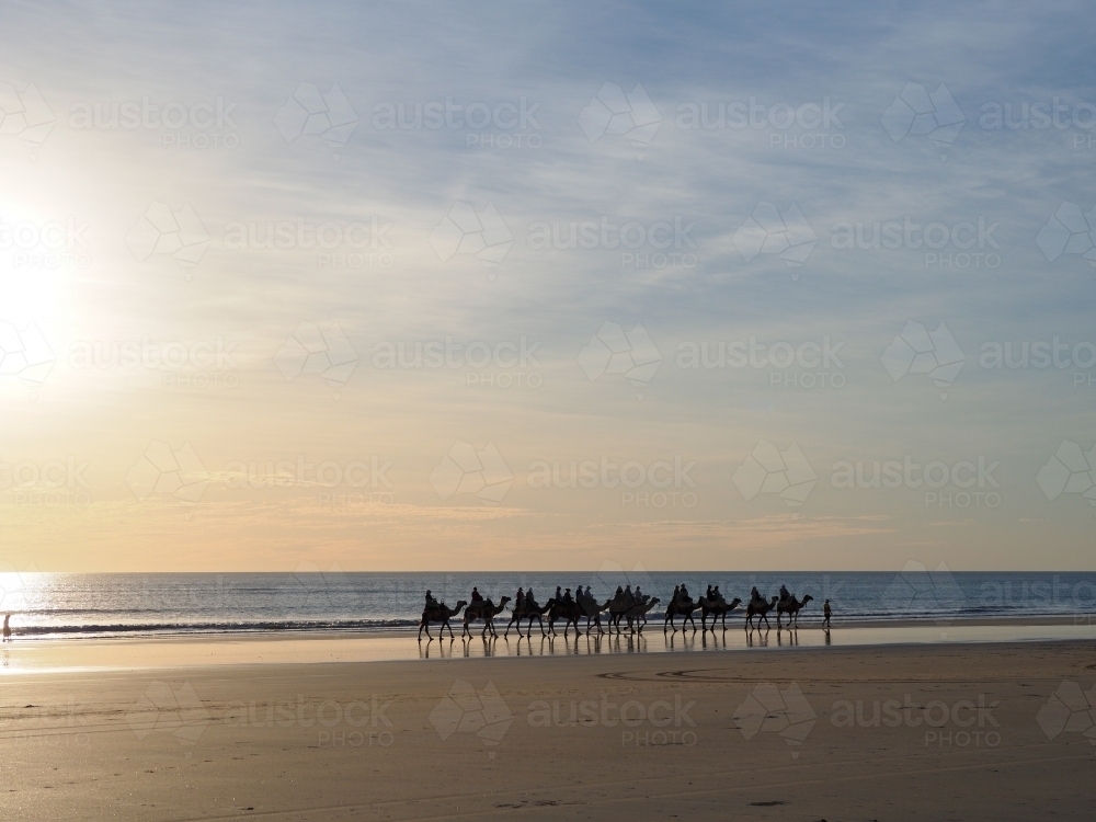 Camel Train on Cable Beach in the Evening - Australian Stock Image