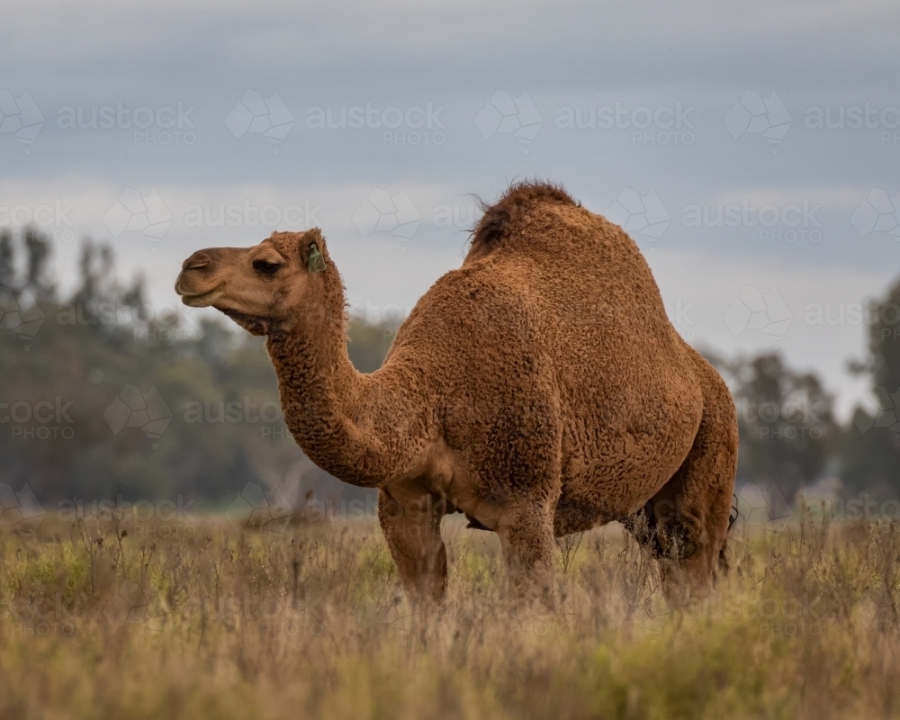 Camel with brown fur, standing in long grass in a paddock with trees in the background - Australian Stock Image