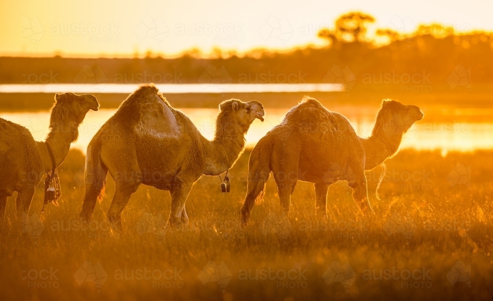 Camels at sunset - Australian Stock Image