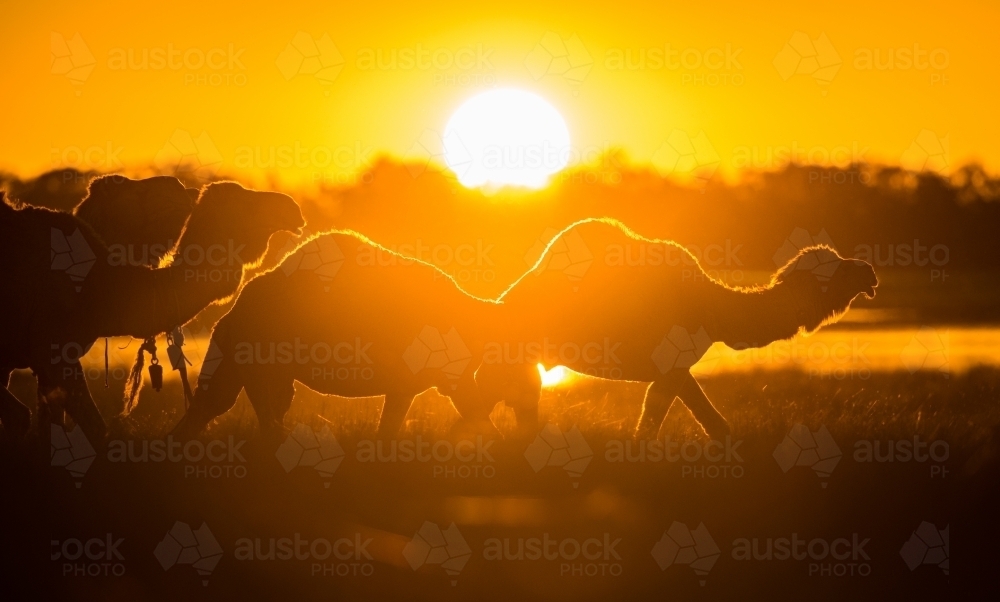 Camels at sunset - Australian Stock Image
