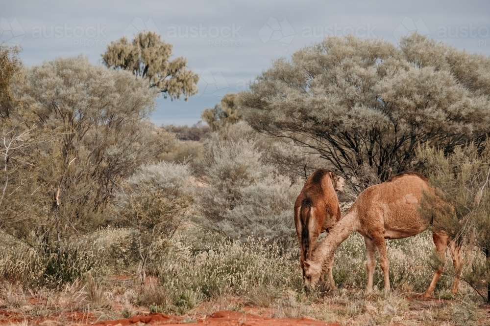 Camels eating grass in outback - Australian Stock Image
