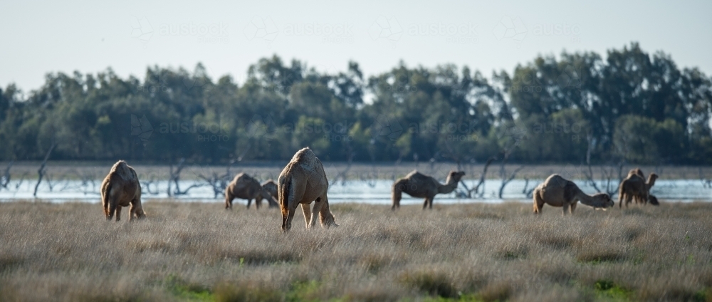 Camels grazing by a lake - Australian Stock Image