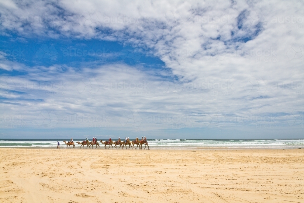 Camels on the beach - Australian Stock Image