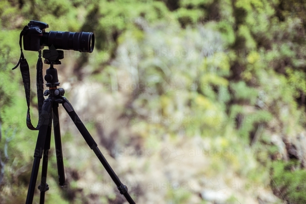 camera on tripod against foliage - Australian Stock Image