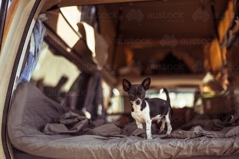 Camping mattress in back of car with dog - Australian Stock Image