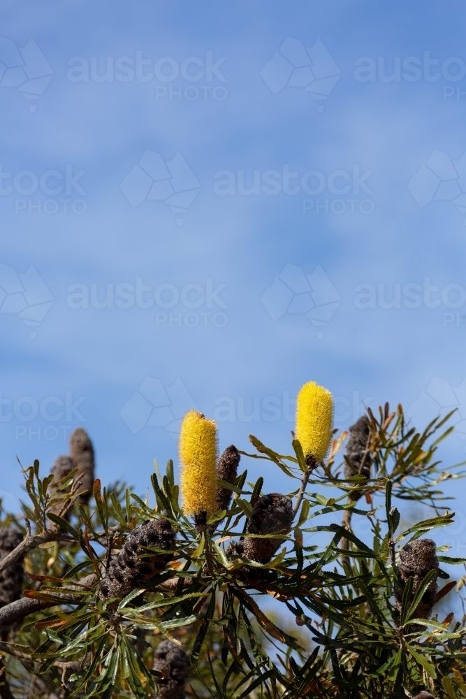 Candlestick banksia flowers tree with blue sky background - Australian Stock Image