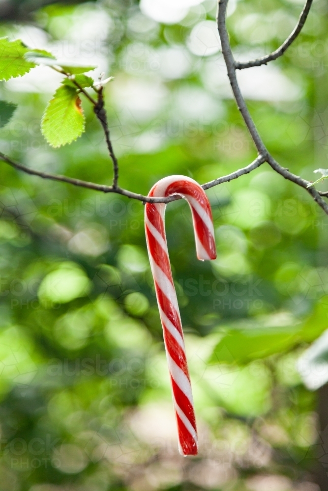 candy cane on tree with green bokeh background - Australian Stock Image