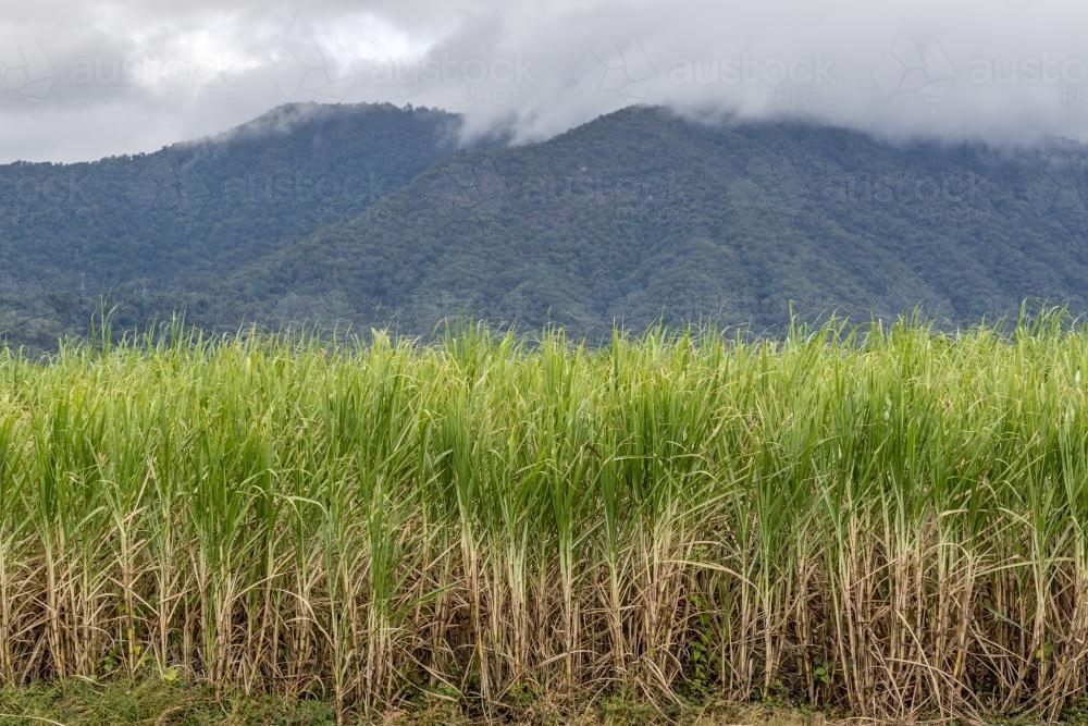 Cane field with cloudy mountain background - Australian Stock Image