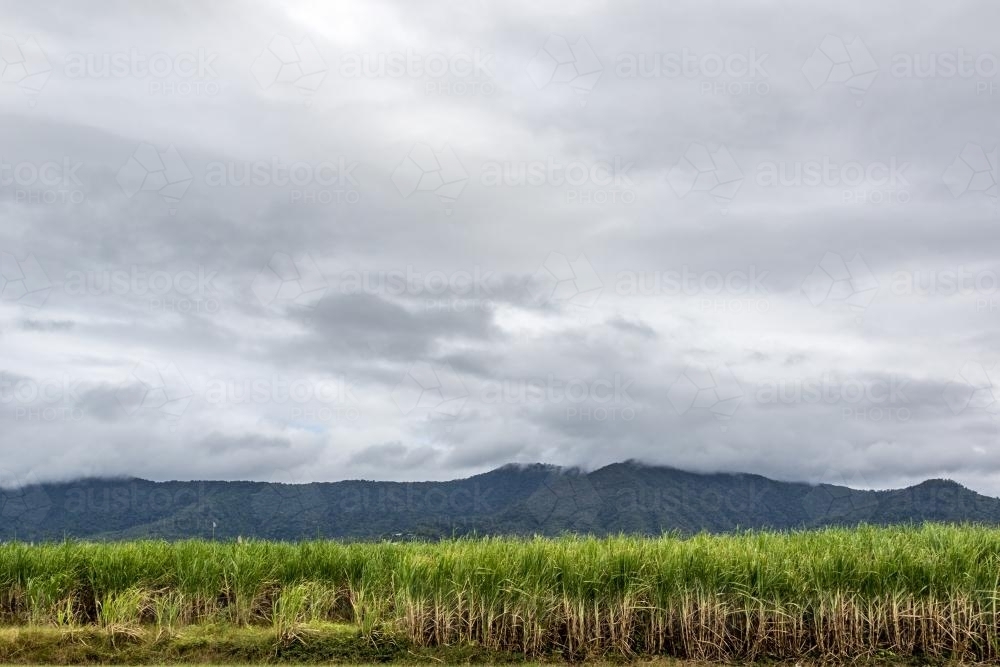 Cane field with cloudy sky and mountain background - Australian Stock Image