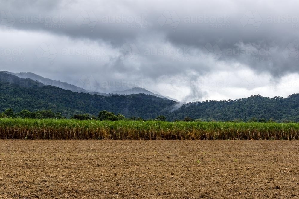 Cane field with mountain background - Australian Stock Image