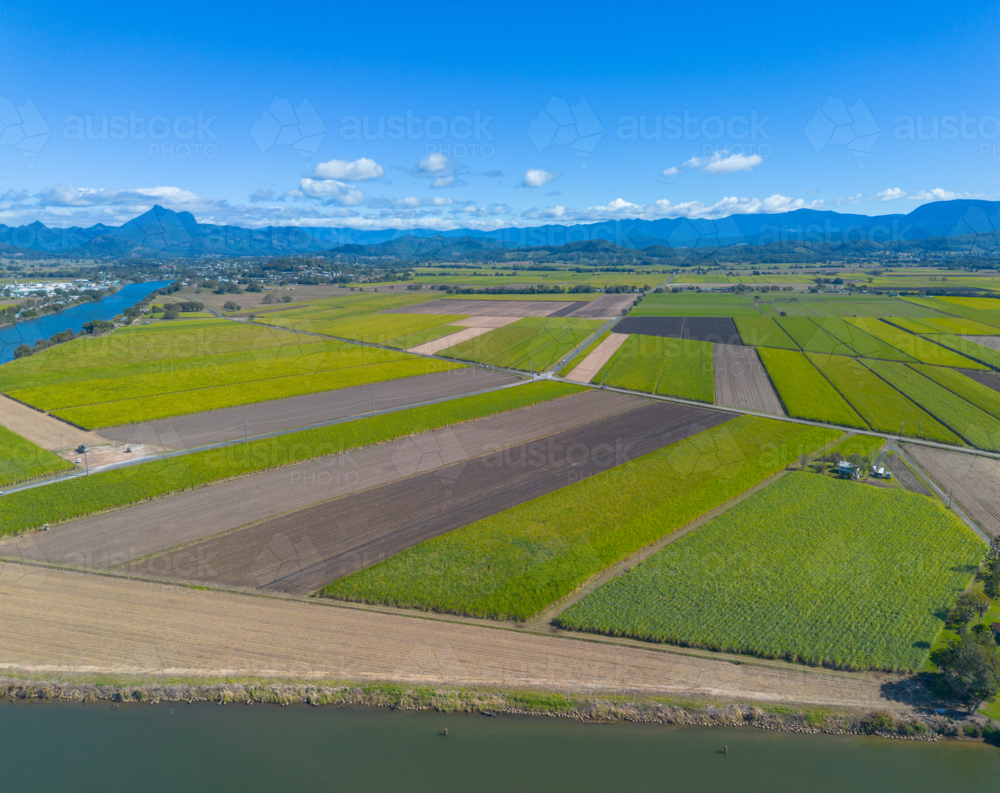 Cane Paddocks near Murwillumbah with Mount Warning, Wollumbin in the background - Australian Stock Image