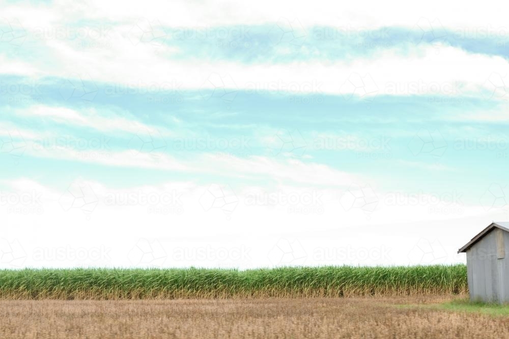 Canefields in Northern NSW - Australian Stock Image