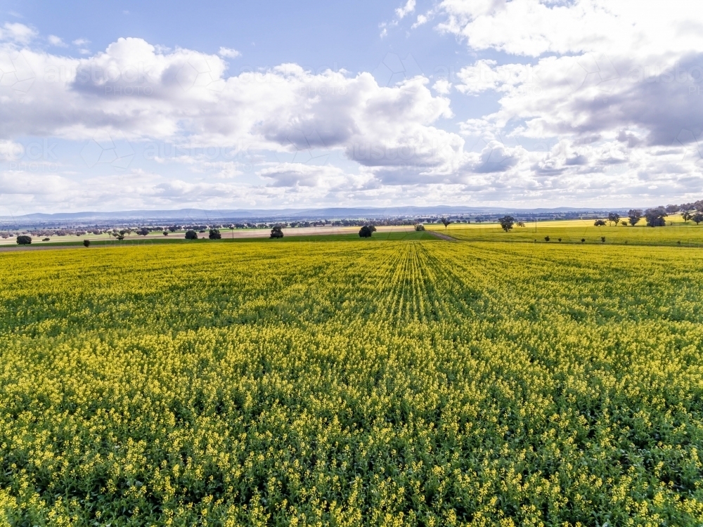 Canola Crop aerial view - Australian Stock Image