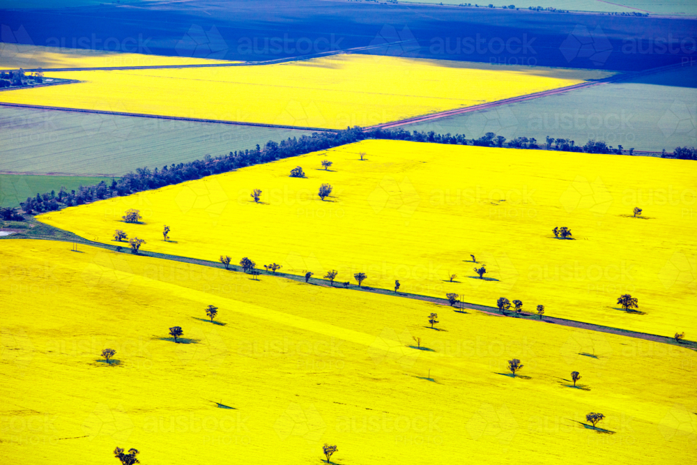 Canola Crop - Australian Stock Image