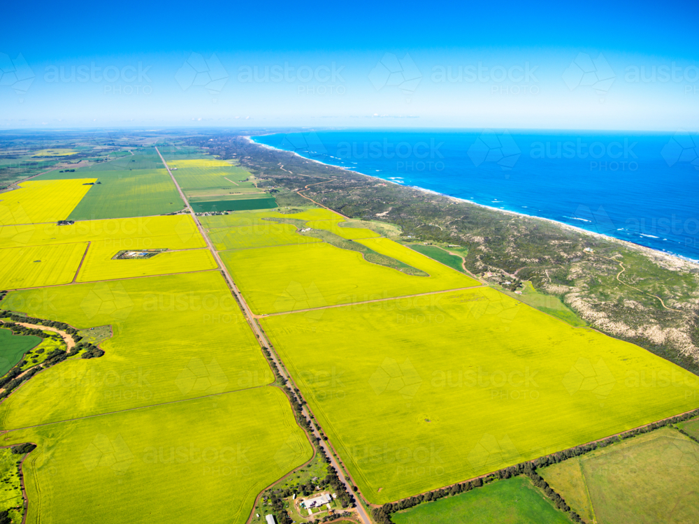 Canola Crop - Australian Stock Image
