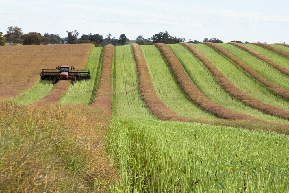 Wind Rowed Canola Image of Canola crop cut into windrows to dry before harvest - Austockphoto