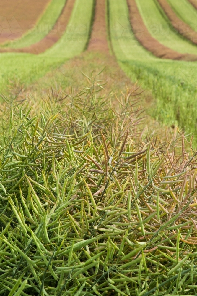 Image of Canola crop cut into windrows to dry before harvest - Austockphoto