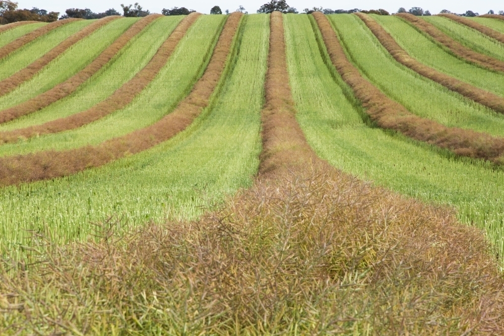 Canola crop cut into windrows to dry before harvest - Australian Stock Image