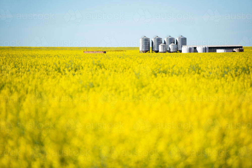 Canola crop field in bloom with grain silos on the horizon - Australian Stock Image