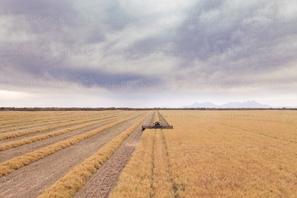 Image of Canola crop getting swathed into windrows - Austockphoto