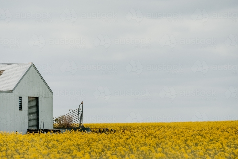 Canola crop in bloom around farm shed. - Australian Stock Image