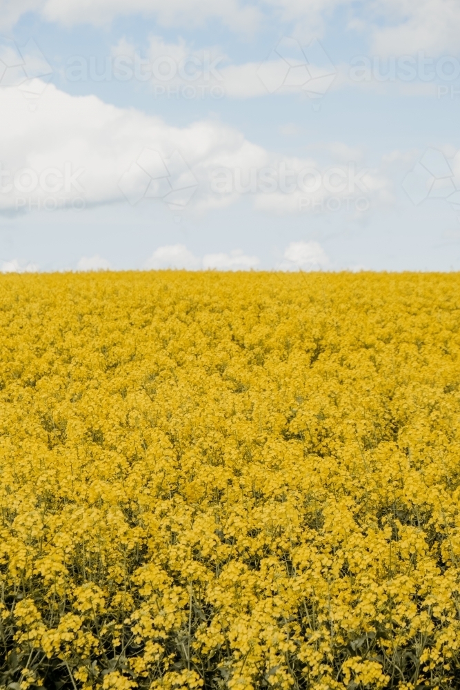 Canola crop in bloom. - Australian Stock Image