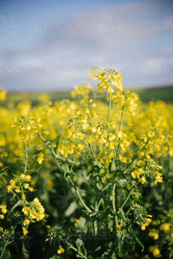 Canola crop in full flower in the Wheatbelt of Western Australia - Australian Stock Image