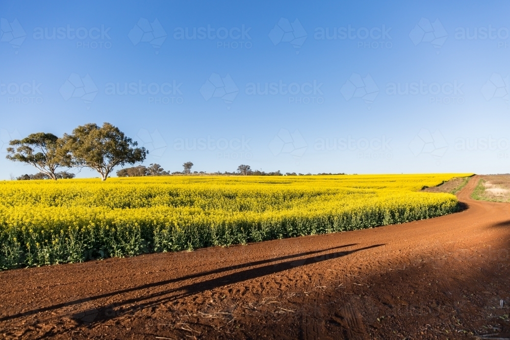 Canola crop on farm next to curving red dirt road - Australian Stock Image