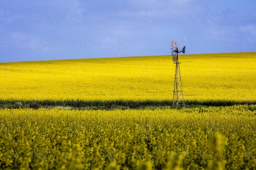 Canola Crop on Western Australian farms - Australian Stock Image