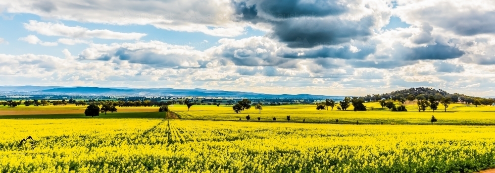 Canola crop panorama - Australian Stock Image