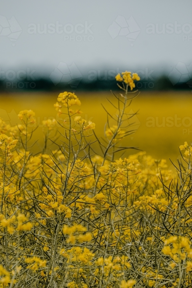 Canola crop up close. - Australian Stock Image
