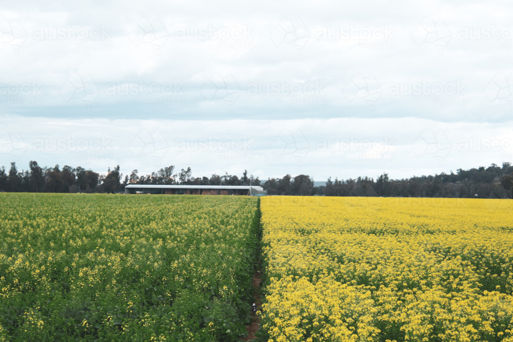 Canola farm divided into two distinct sections for crop rotation - Australian Stock Image