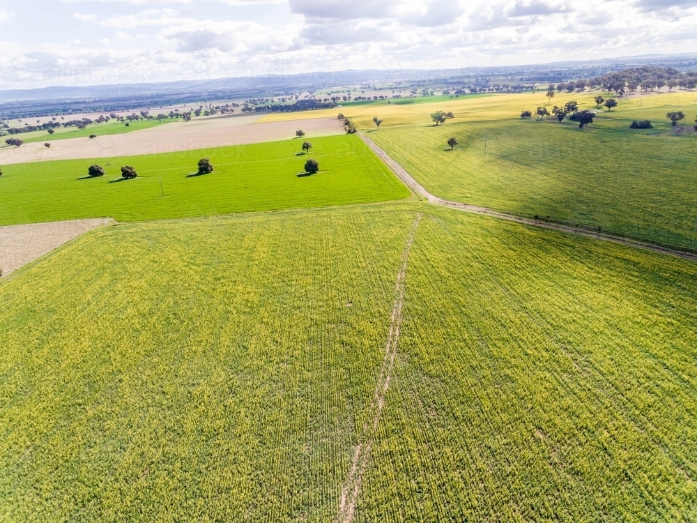 Canola field aerial photo - Australian Stock Image