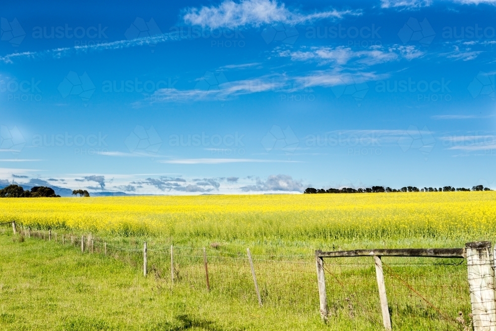 Canola Field - Australian Stock Image
