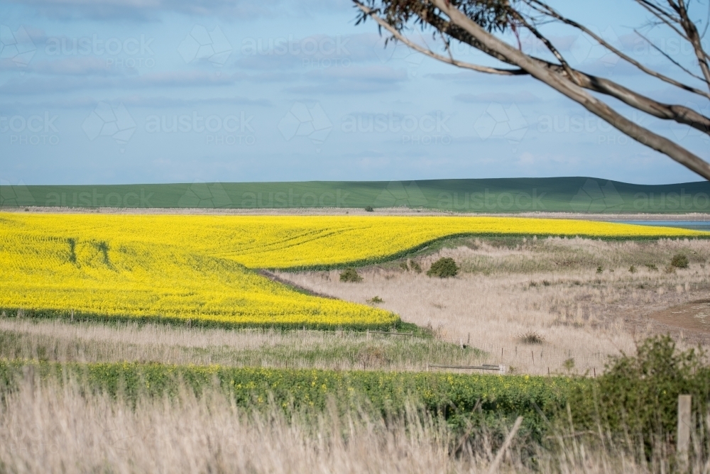 Canola Field - Australian Stock Image