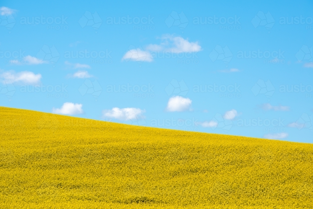 Canola field - horizontal - Australian Stock Image