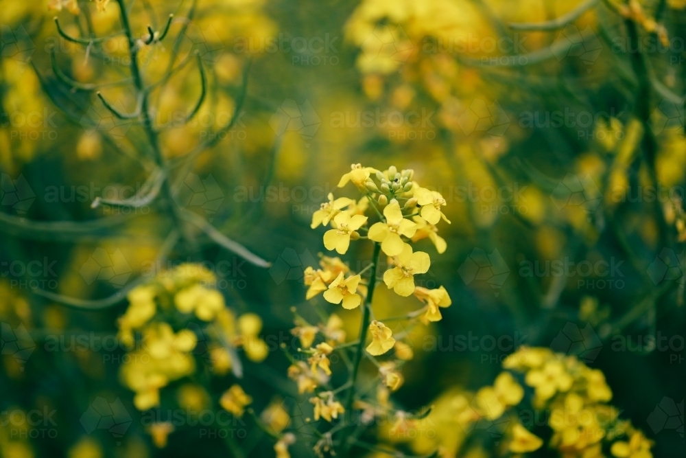 Canola field in full bloom close up image of individual blooms - Australian Stock Image