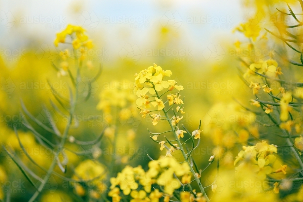 Canola field in full bloom close up image of individual blooms - Australian Stock Image