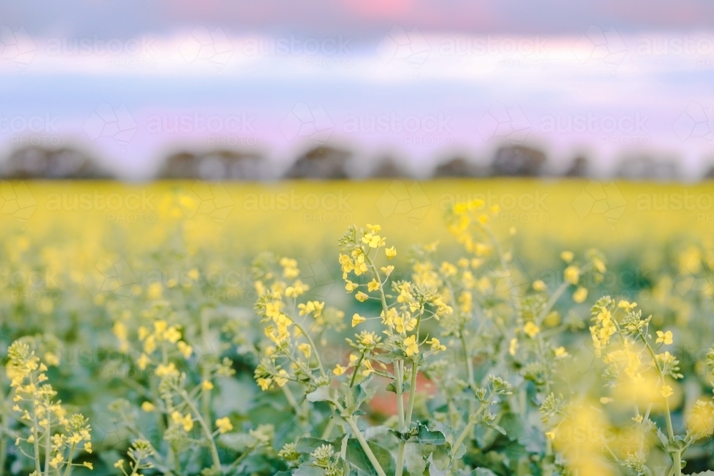 Canola field in full bloom under pink sunset sky - Australian Stock Image