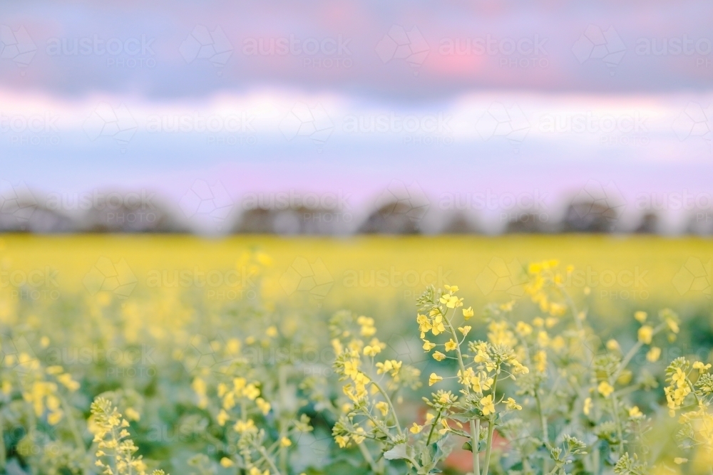 Canola field in full bloom under pink sunset sky - Australian Stock Image