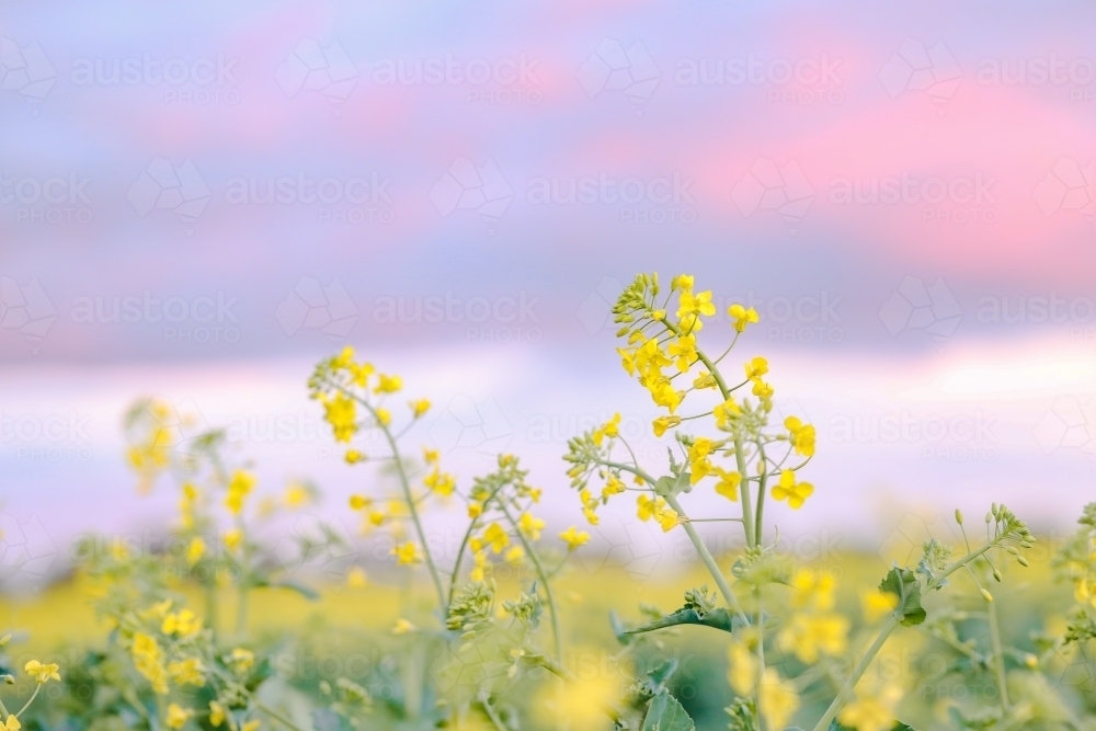 Canola field in full bloom under pink sunset sky - Australian Stock Image