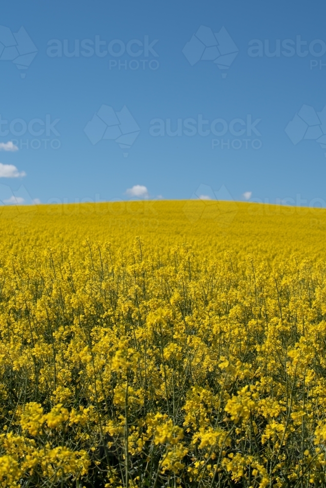 Canola field - vertical - Australian Stock Image