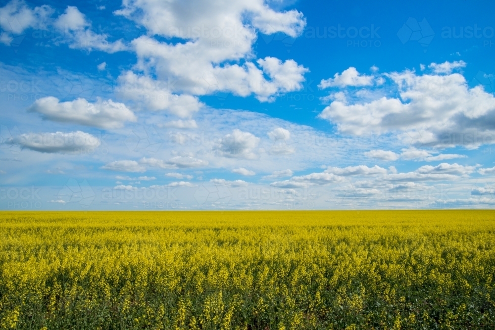 Canola field with blue sky - Australian Stock Image