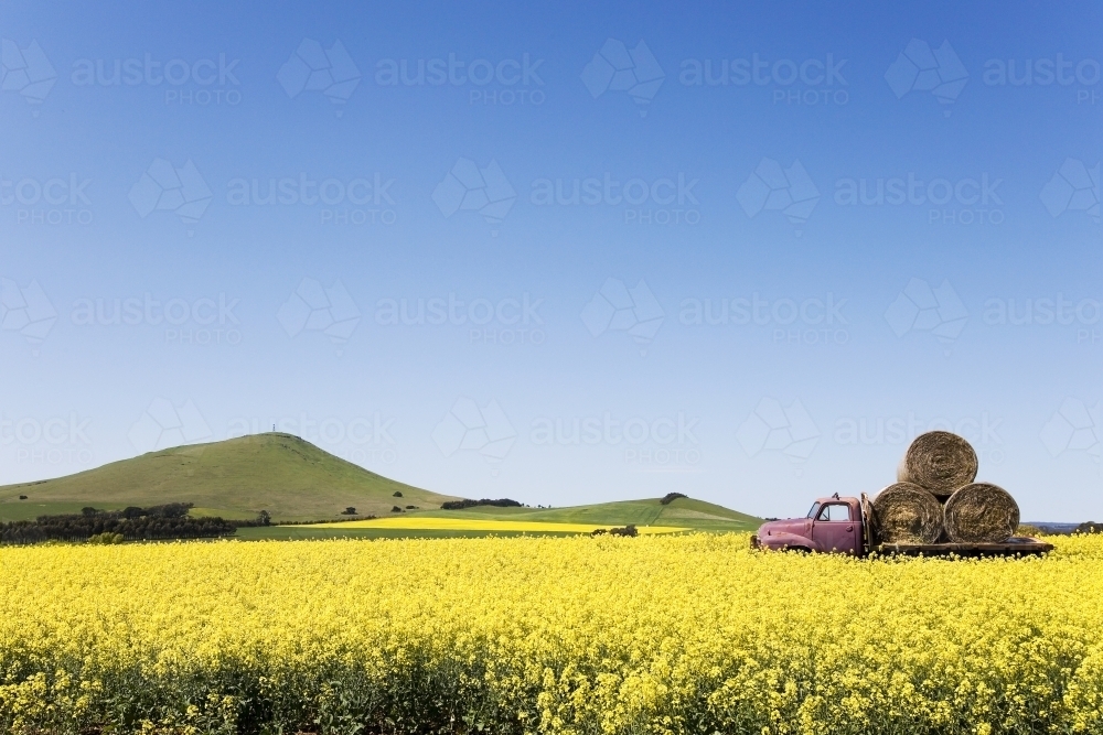 Canola field with old truck and hay bales - Australian Stock Image