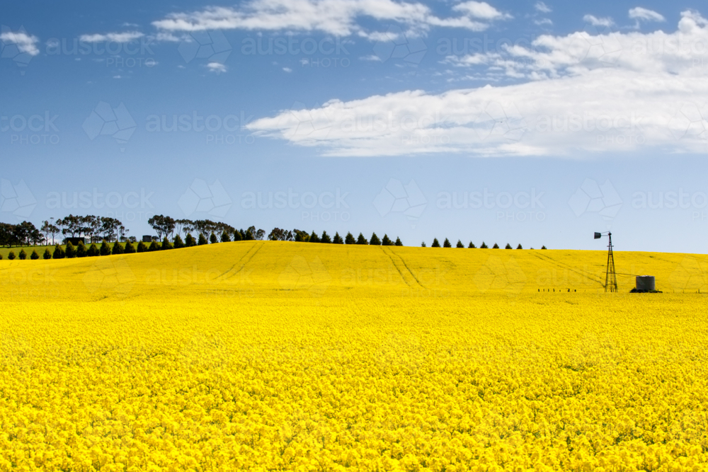 Canola fields shine on a clear sunny day near Creswick in the Victorian goldfields, Australia - Australian Stock Image