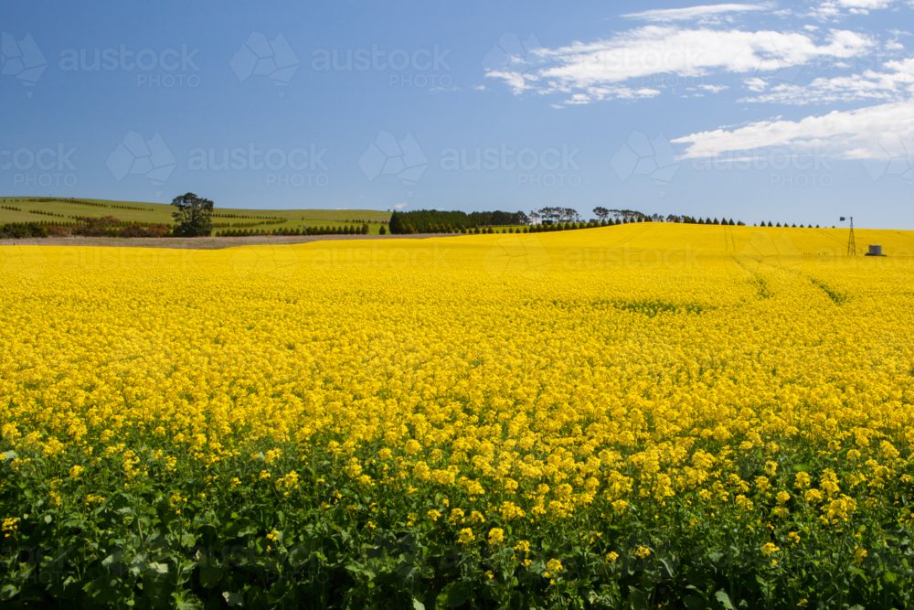 Canola fields shine on a clear sunny day near Creswick in the Victorian goldfields, Australia - Australian Stock Image